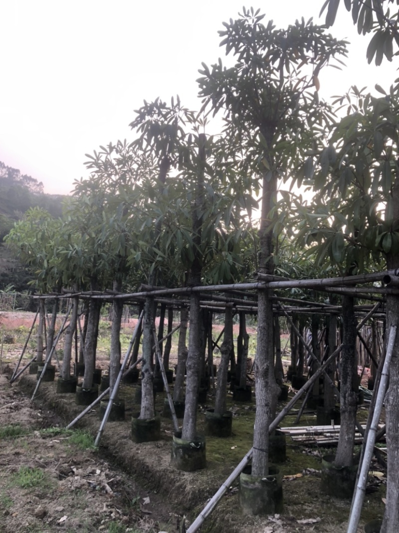 灯台树/盆架子基地直销规格齐全欢迎老板来电咨询合作