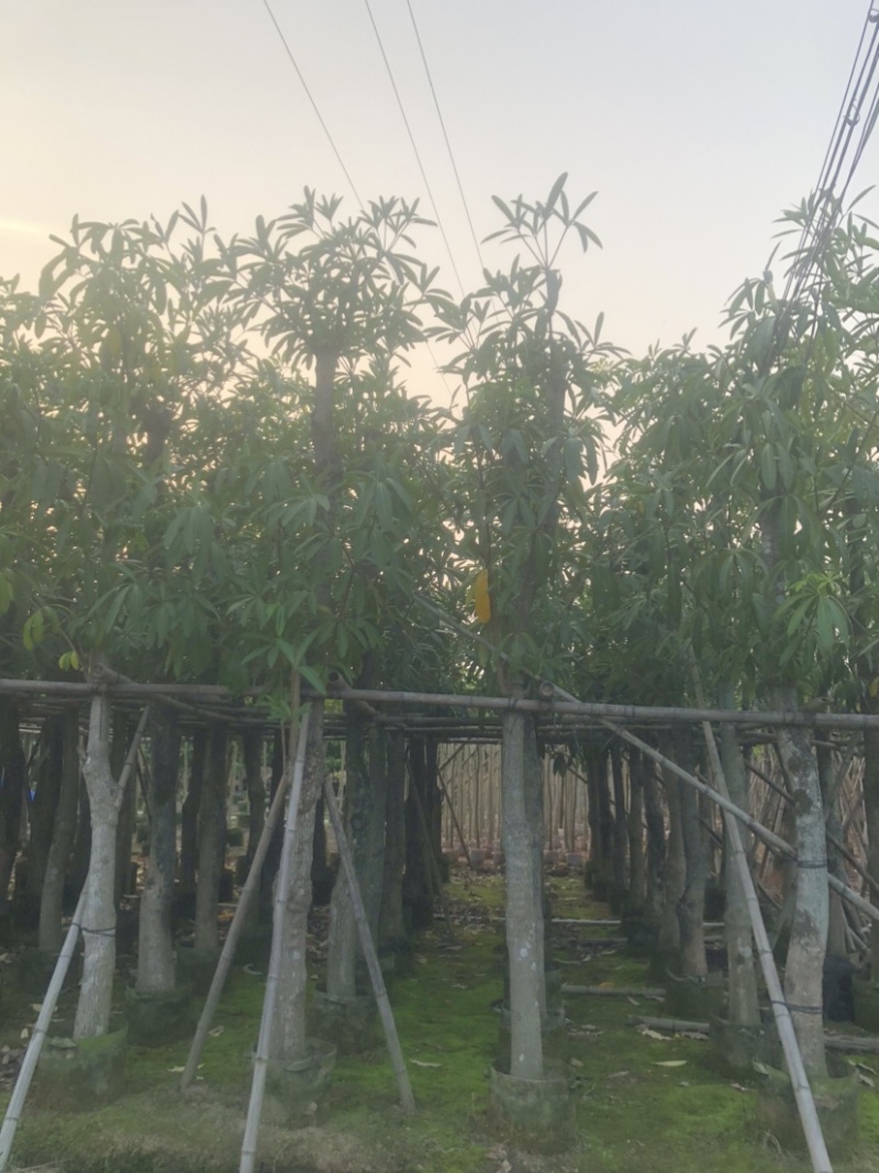 灯台树/盆架子基地直销规格齐全欢迎老板来电咨询合作