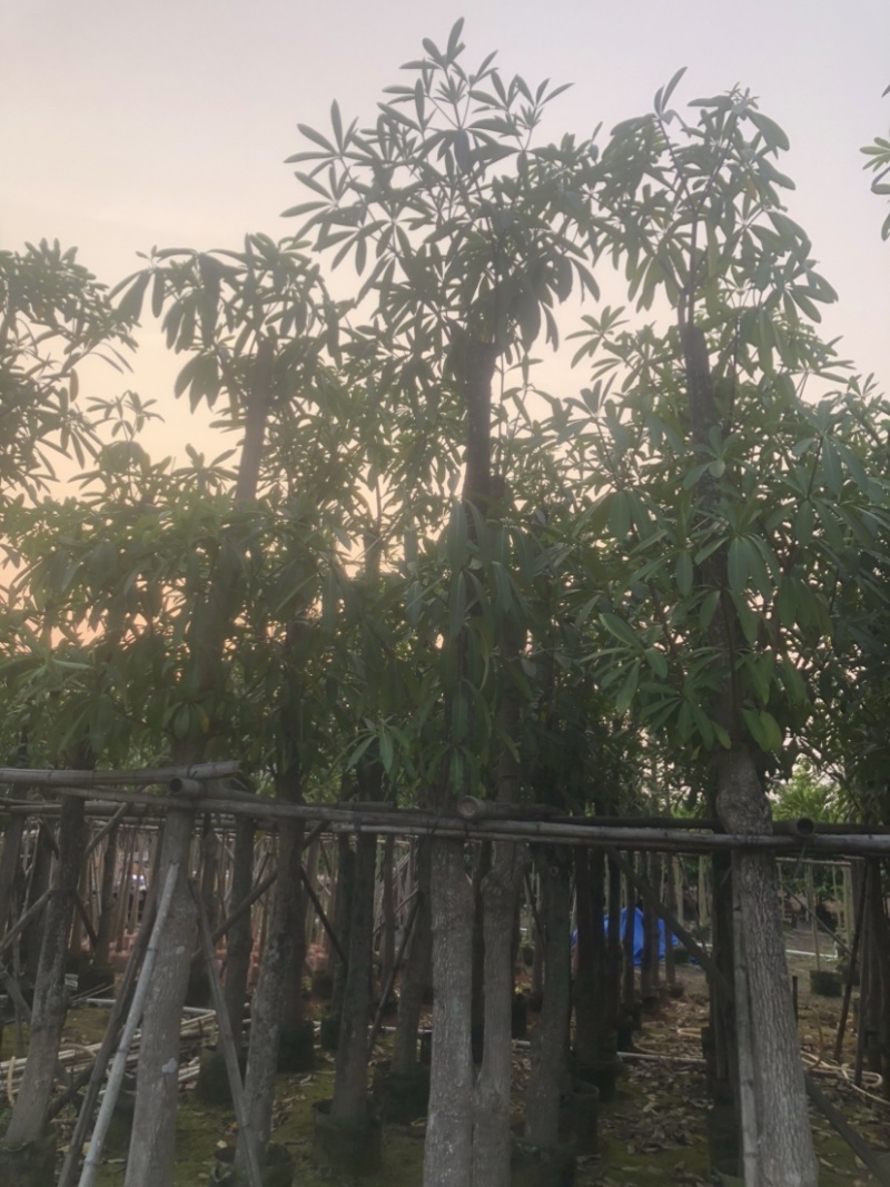 灯台树/盆架子基地直销规格齐全欢迎老板来电咨询合作