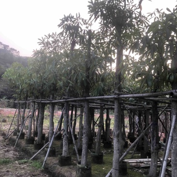 灯台树/盆架子基地直销规格齐全欢迎老板来电咨询合作
