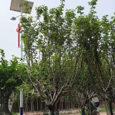 日本晚樱/日本樱花基地直销规格齐全欢迎老板来电咨询