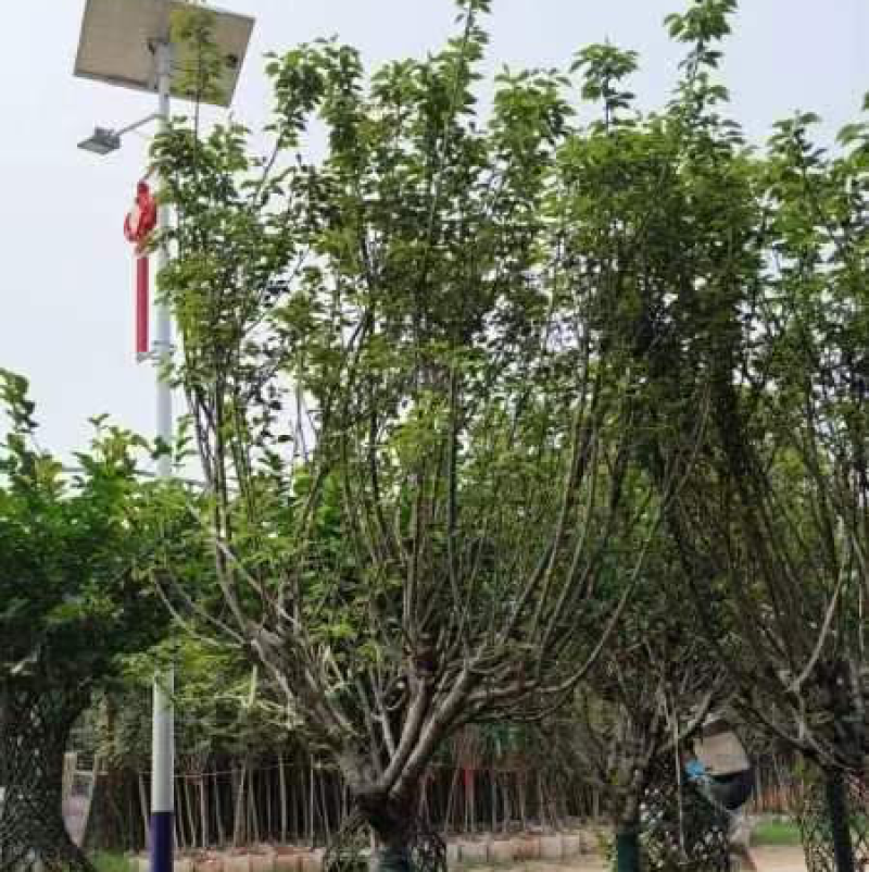 日本晚樱/日本樱花基地直销规格齐全欢迎老板来电咨询