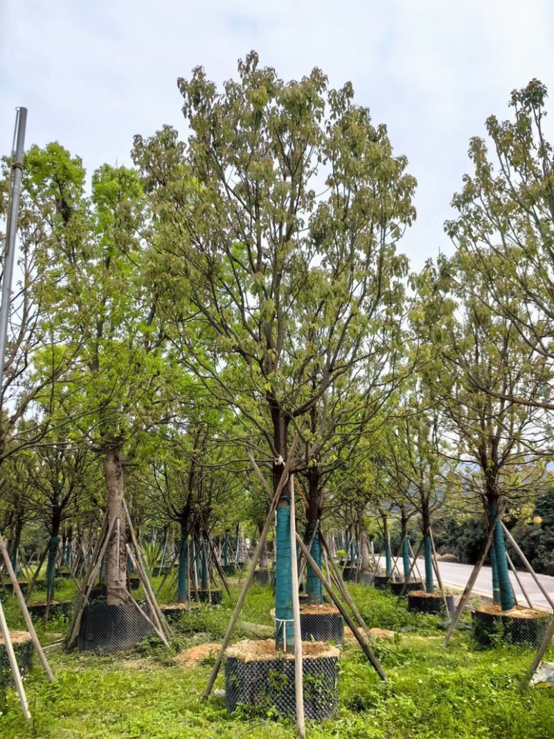 全冠香樟基地直销规格齐全欢迎老板来电咨询合作