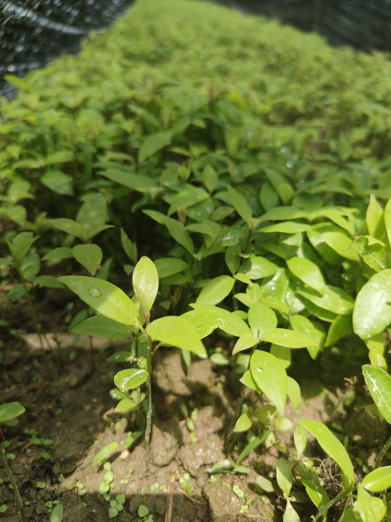 金丝楠木芽苗，闽楠芽苗，桢楠芽苗，楠木小苗，苗圃自产