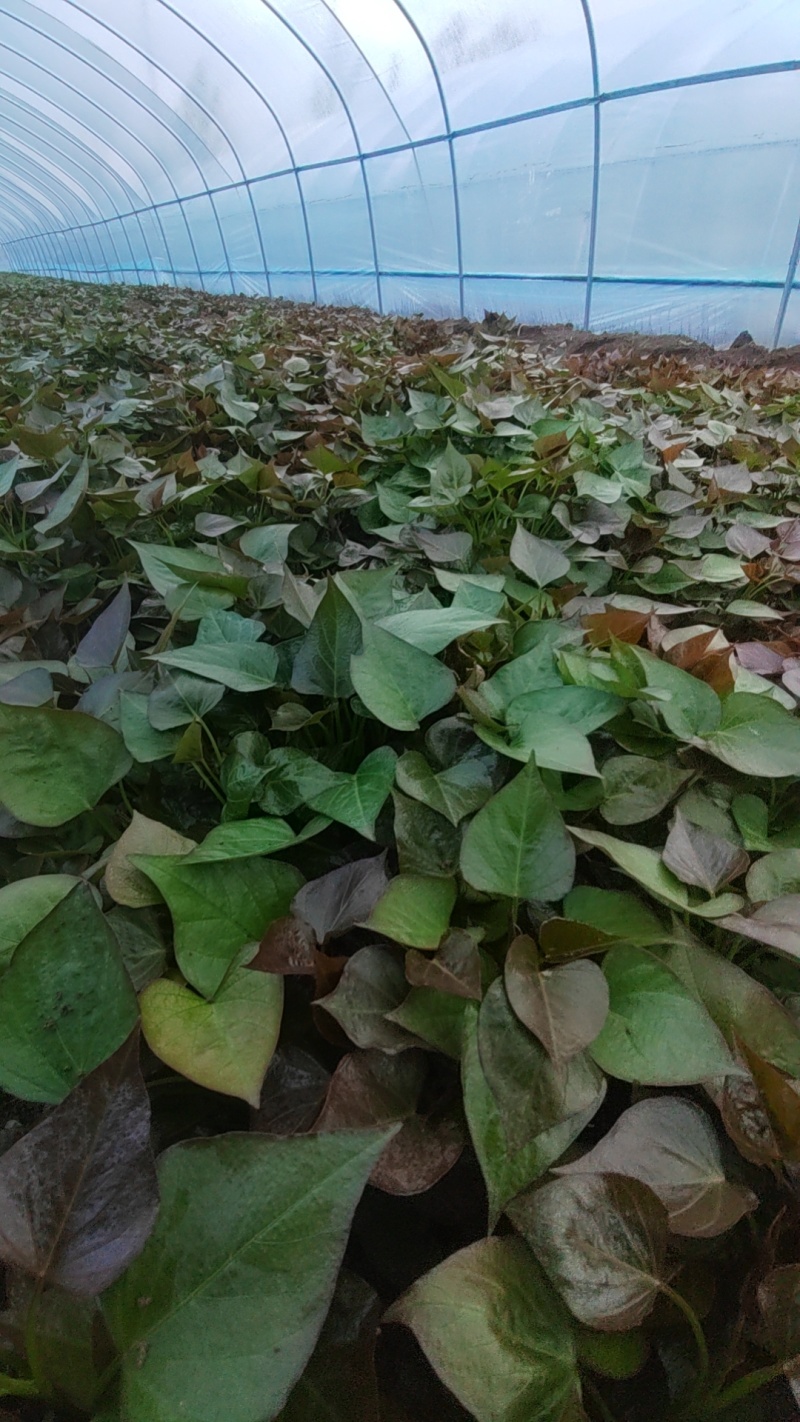 脱毒西瓜红红薯苗（普薯32）西瓜红香甜软糯产量高