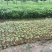 金丝楠木芽苗，闽楠芽苗，桢楠芽苗，楠木小苗，苗圃自产