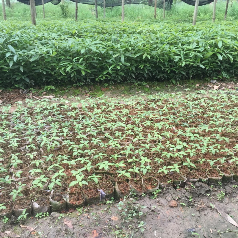 金丝楠木芽苗，闽楠芽苗，桢楠芽苗，楠木小苗，苗圃自产
