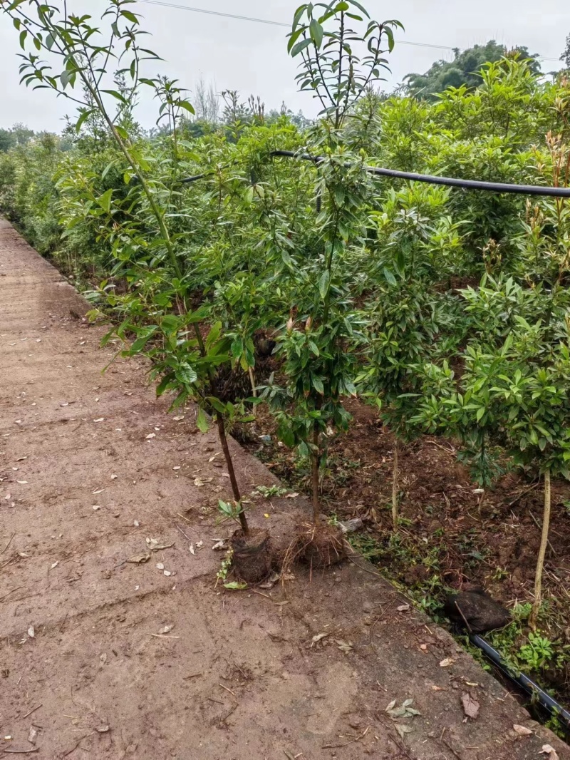 金丝楠木芽苗，闽楠芽苗，桢楠芽苗，楠木小苗，苗圃自产