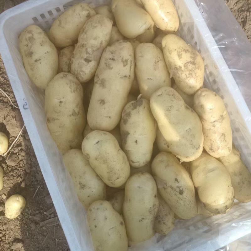 中暑5号，荷兰十五，沃土
