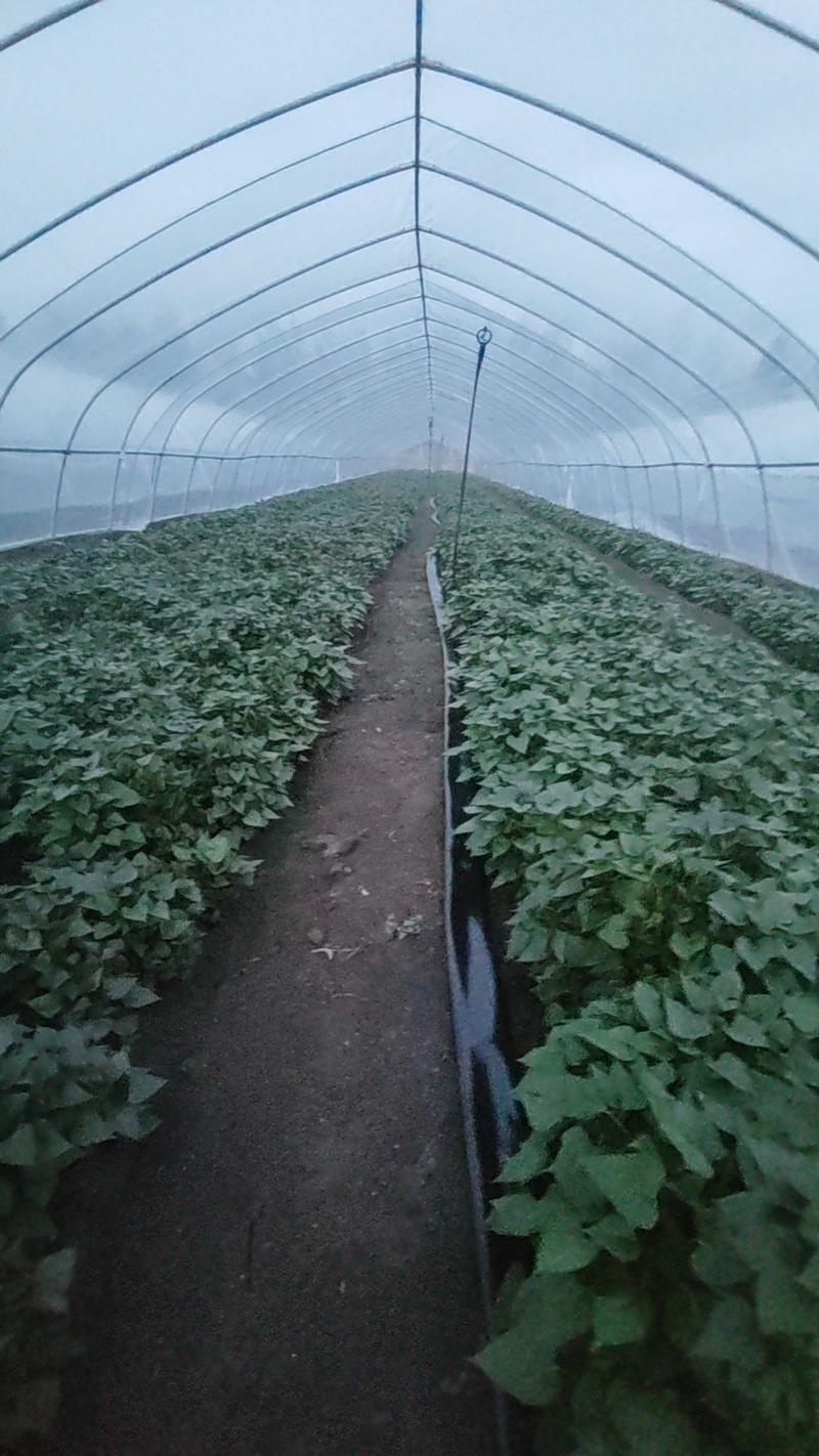 商薯19红薯苗红皮白瓤产地直发一手货源存活率高
