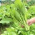 甜嫩早白1号白菜苔种子菜心籽耐热耐寒早熟苔粗侧苔多四季蔬