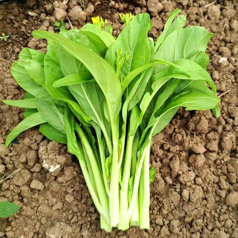 甜嫩早白1号白菜苔种子菜心籽耐热耐寒早熟苔粗侧苔多四季蔬