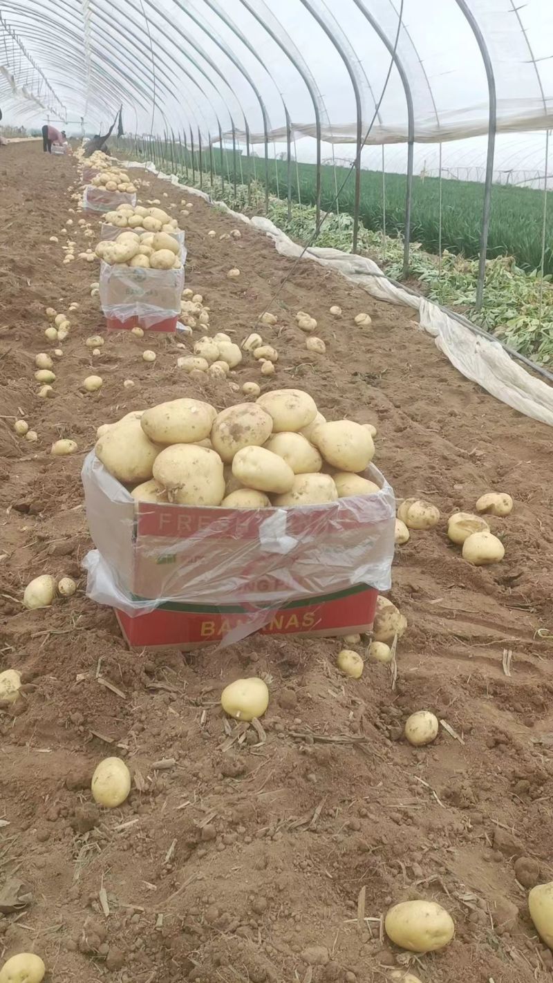 中暑5号，荷兰十五，沃土