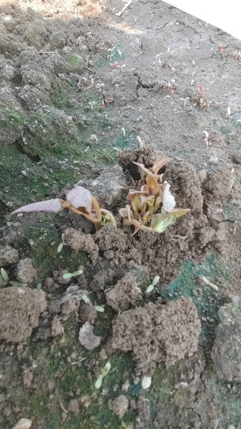 商薯19红薯苗红皮白瓤产地直发一手货源存活率高