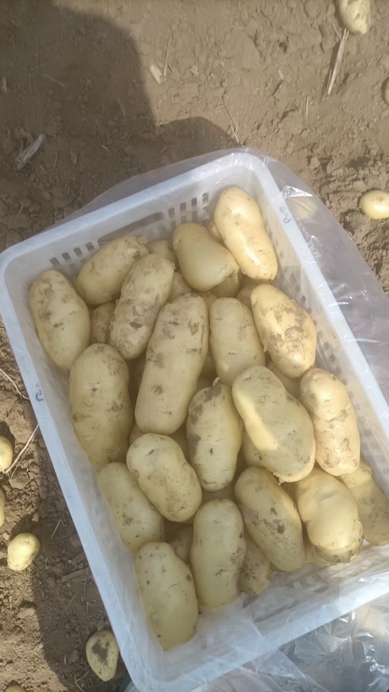 河北土豆土豆产地土豆价格