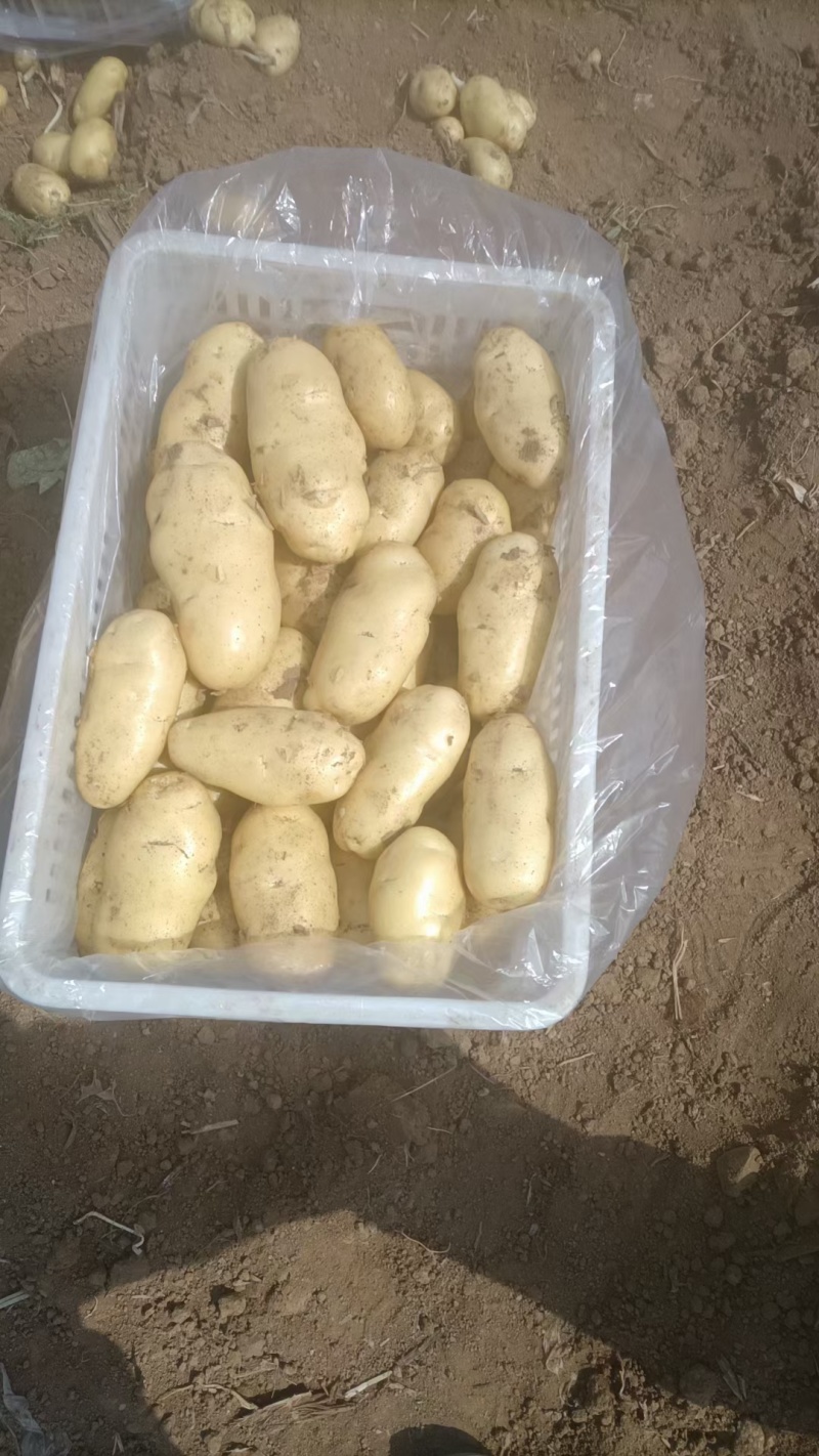 河北土豆土豆产地土豆价格