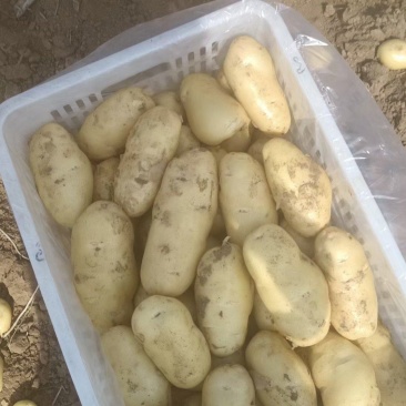 河北土豆土豆产地土豆价格