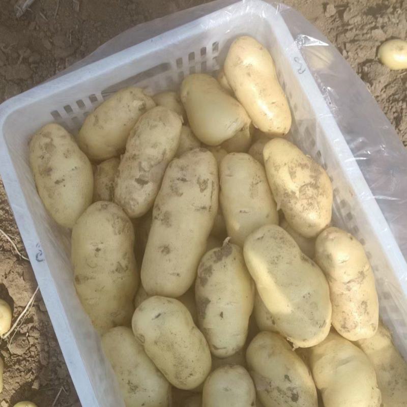 河北土豆土豆产地土豆价格