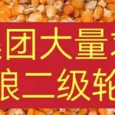 黑龙江二三年2级玉米