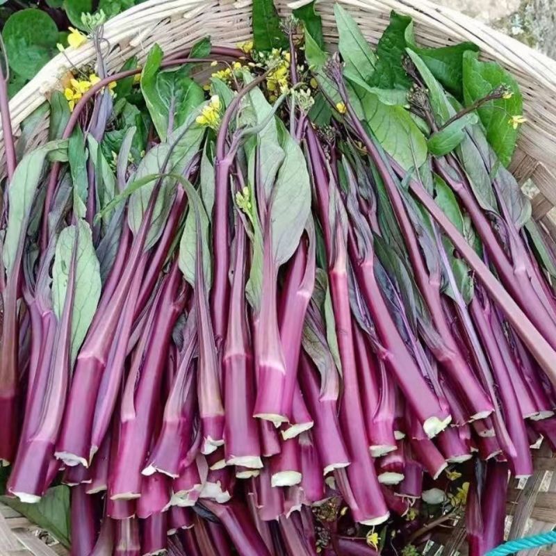 鸿运绿芯甜菜苔种子早熟高产无苦味无蜡粉口感佳紫菜心红菜苔