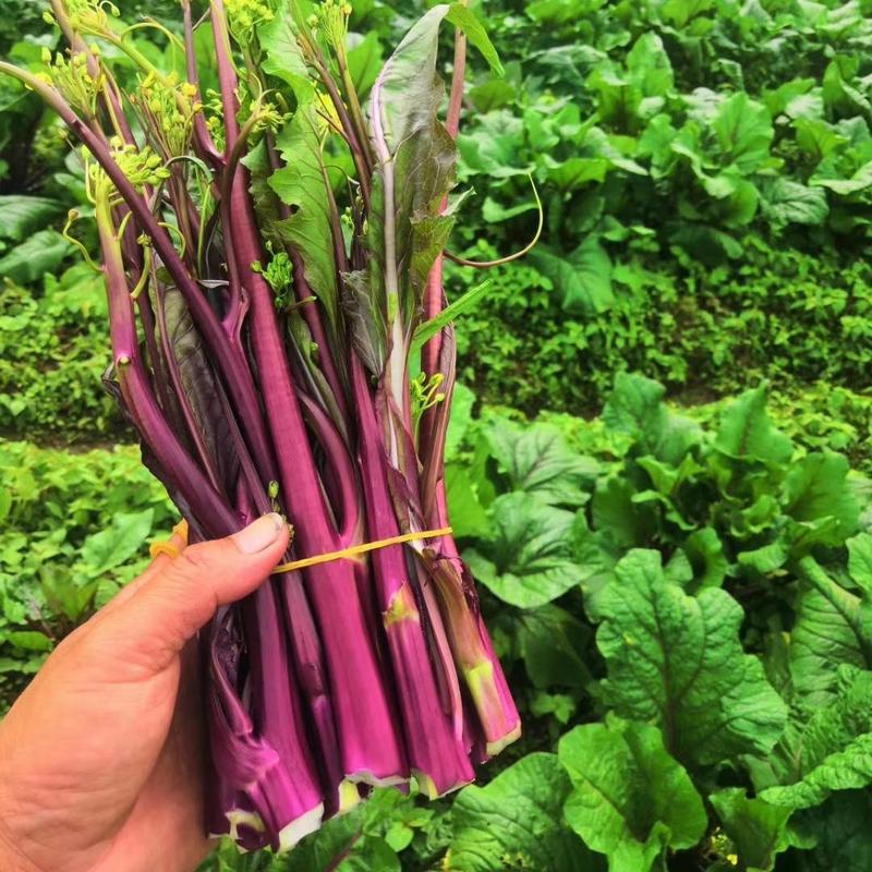 鸿运绿芯甜菜苔种子早熟高产无苦味无蜡粉口感佳紫菜心红菜苔