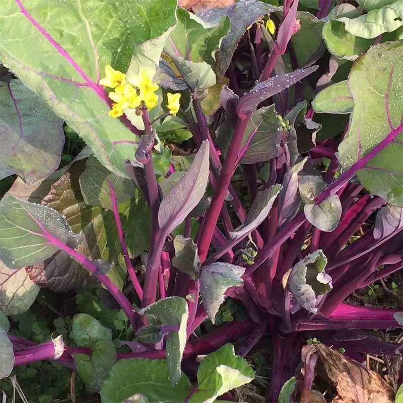 鸿运绿芯甜菜苔种子早熟高产无苦味无蜡粉口感佳紫菜心红菜苔