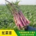鸿运绿芯甜菜苔种子早熟高产无苦味无蜡粉口感佳紫菜心红菜苔