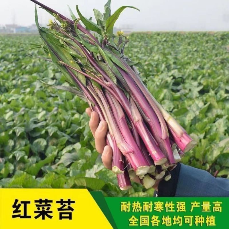 鸿运绿芯甜菜苔种子早熟高产无苦味无蜡粉口感佳紫菜心红菜苔