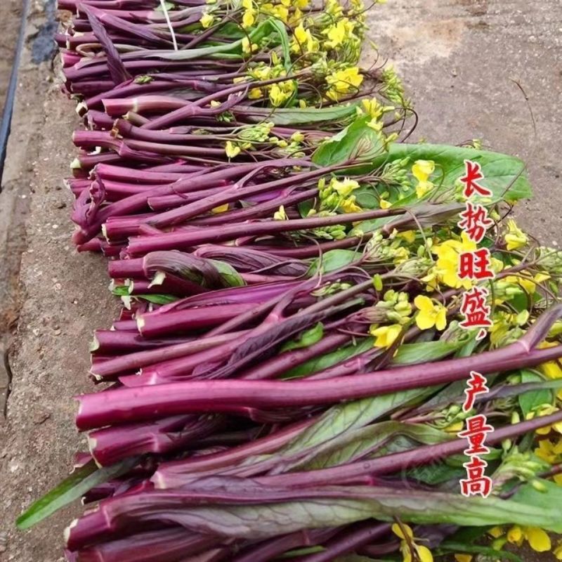 鸿运绿芯甜菜苔种子早熟高产无苦味无蜡粉口感佳紫菜心红菜苔