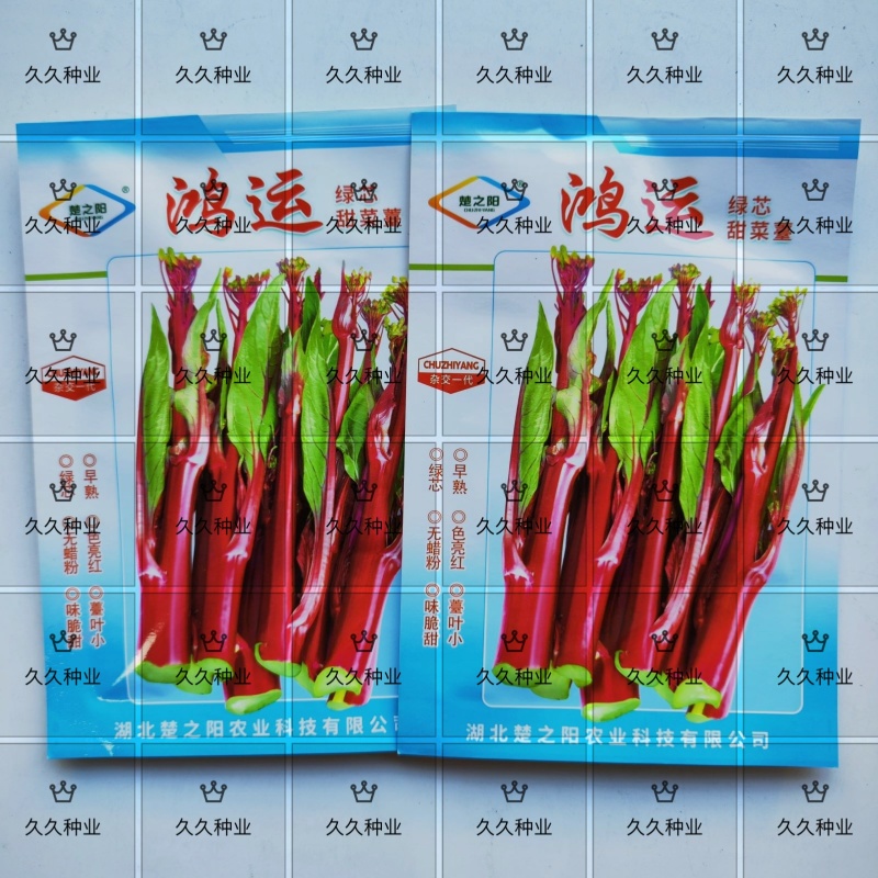 鸿运绿芯甜菜苔种子早熟高产无苦味无蜡粉口感佳紫菜心红菜苔