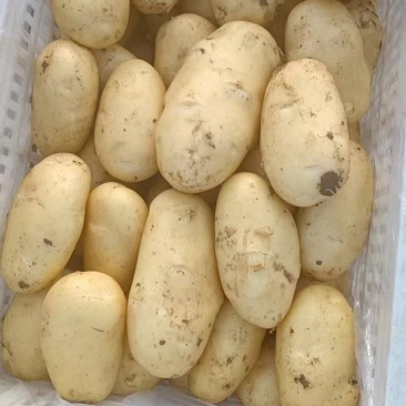 河南土豆河北土豆湖北土豆
