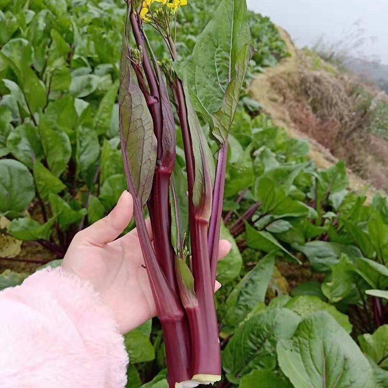 玫瑰红2号红菜苔种子早熟菜心种籽十月红紫菜苔红家庭春秋季