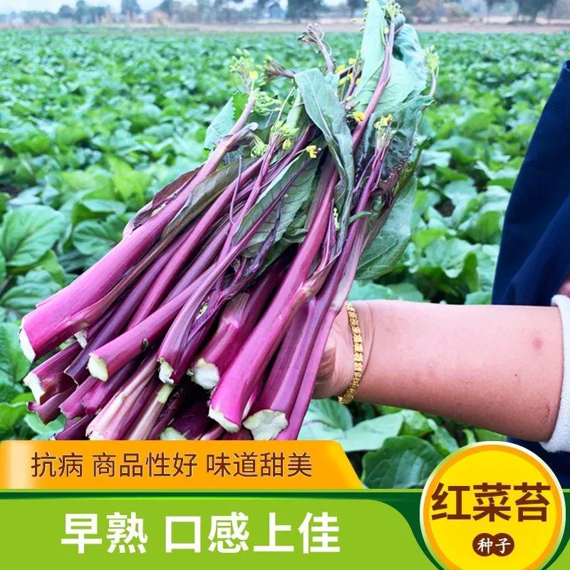 玫瑰红2号红菜苔种子早熟菜心种籽十月红紫菜苔红家庭春秋季