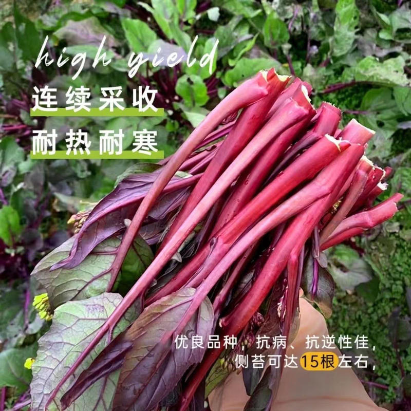 玫瑰红2号红菜苔种子早熟菜心种籽十月红紫菜苔红家庭春秋季