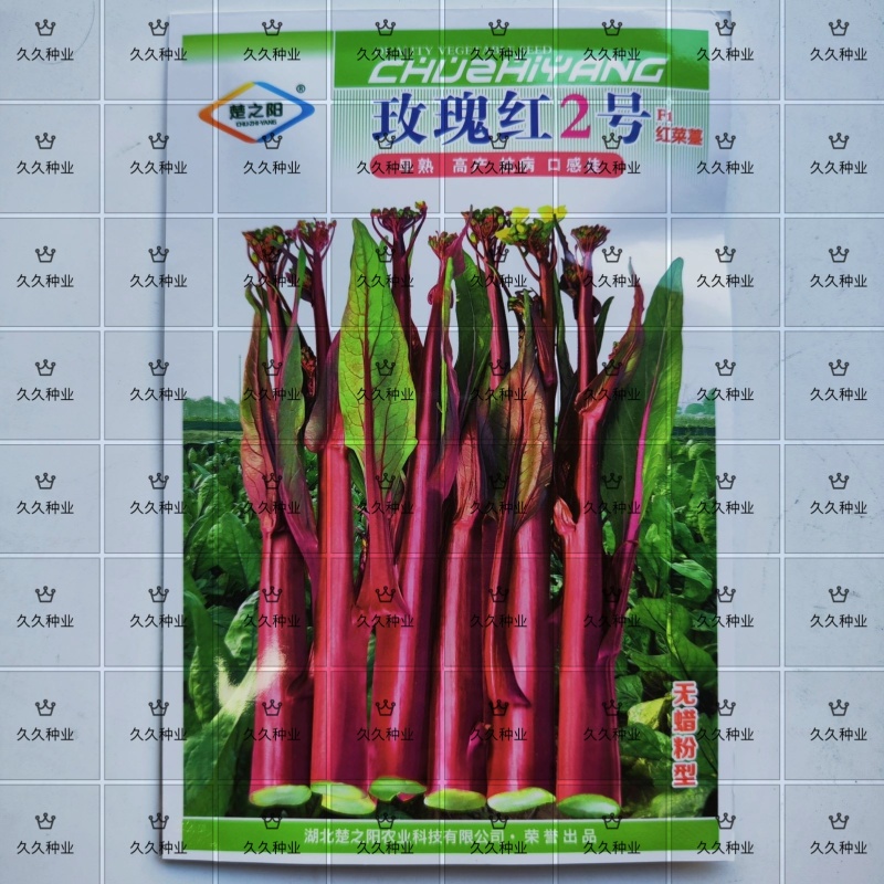 玫瑰红2号红菜苔种子早熟菜心种籽十月红紫菜苔红家庭春秋季