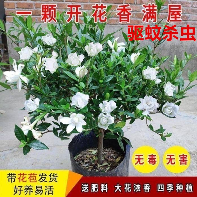 小叶栀子花浓香型雀舌栀子花苗