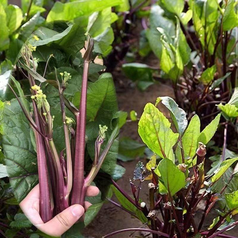 九月鲜红菜苔种子早熟高产耐寒红菜薹根粗叶少春夏秋四季蔬菜