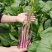 九月鲜红菜苔种子早熟高产耐寒红菜薹根粗叶少春夏秋四季蔬菜