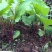 九月鲜红菜苔种子早熟高产耐寒红菜薹根粗叶少春夏秋四季蔬菜