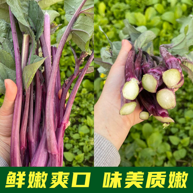 九月鲜红菜苔种子早熟高产耐寒红菜薹根粗叶少春夏秋四季蔬菜
