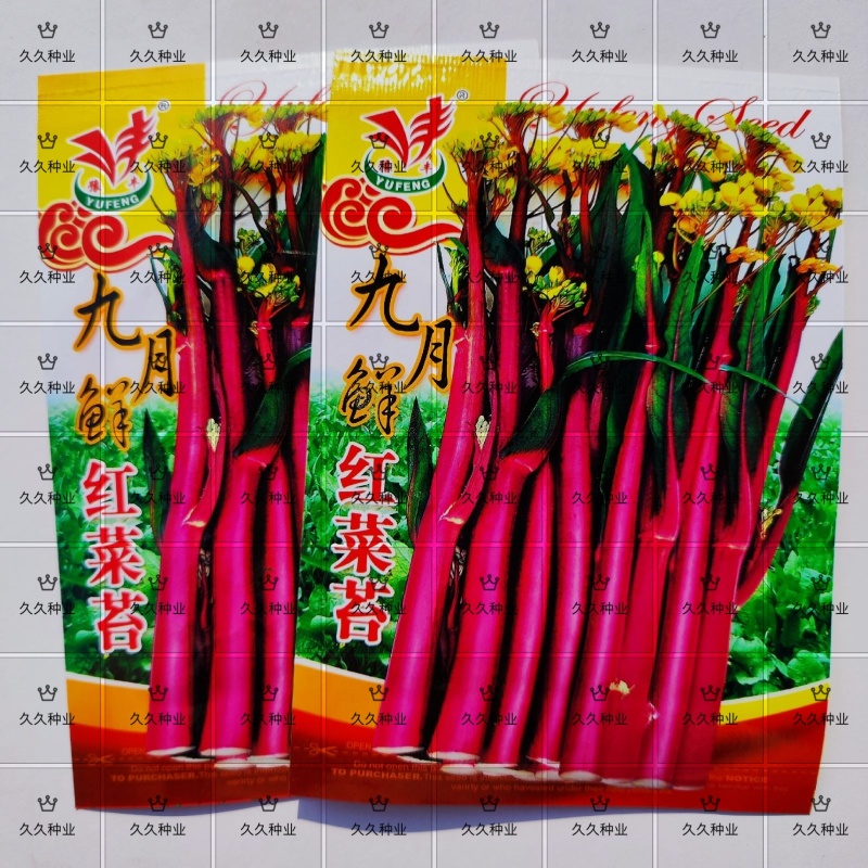 九月鲜红菜苔种子早熟高产耐寒红菜薹根粗叶少春夏秋四季蔬菜
