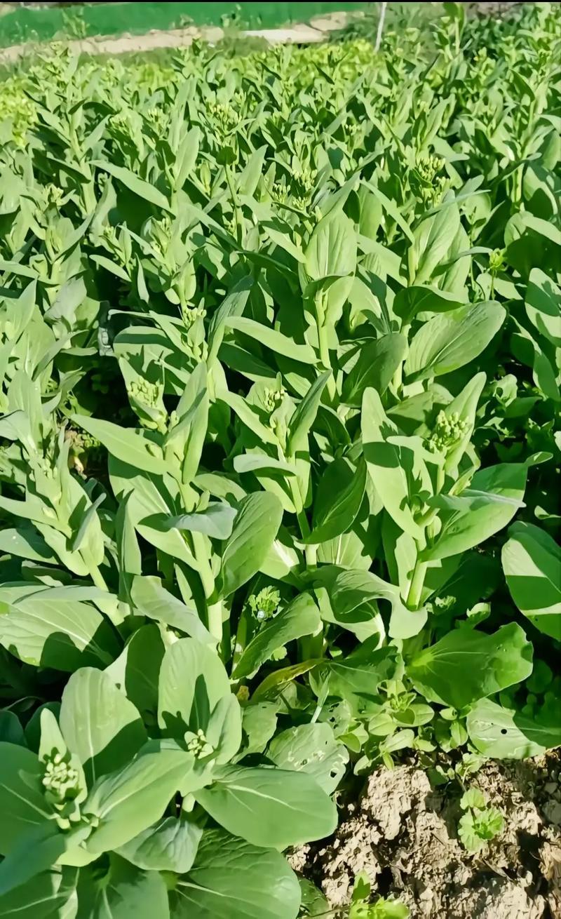 四九菜心种子四季播青菜苔种籽香甜油绿菜薹种子农家蔬菜