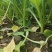 四九菜心种子四季播青菜苔种籽香甜油绿菜薹种子农家蔬菜