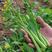 四九菜心种子四季播青菜苔种籽香甜油绿菜薹种子农家蔬菜