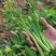 四九菜心种子四季播青菜苔种籽香甜油绿菜薹种子农家蔬菜