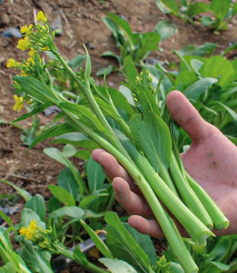 四九菜心种子四季播青菜苔种籽香甜油绿菜薹种子农家蔬菜