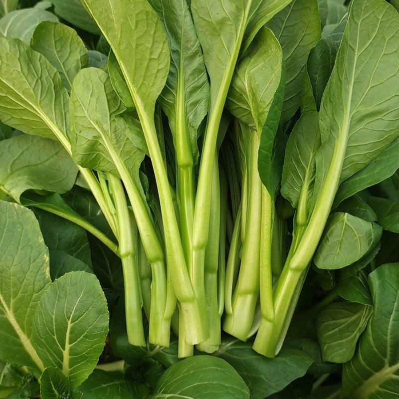 四九菜心种子四季播青菜苔种籽香甜油绿菜薹种子农家蔬菜