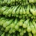 四九菜心种子四季播青菜苔种籽香甜油绿菜薹种子农家蔬菜