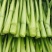 四九菜心种子四季播青菜苔种籽香甜油绿菜薹种子农家蔬菜