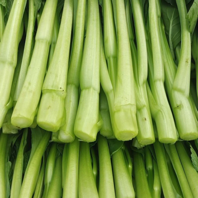 四九菜心种子四季播青菜苔种籽香甜油绿菜薹种子农家蔬菜
